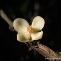 Garcinia cambogioides (Murray) Headland